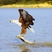 African Fish-Eagle